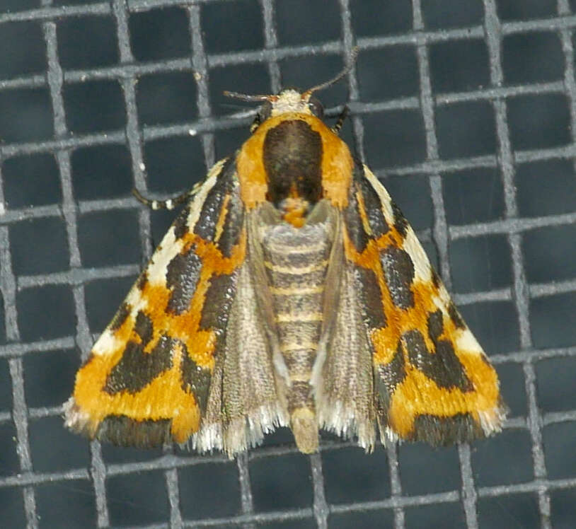 Image of Common Spragueia