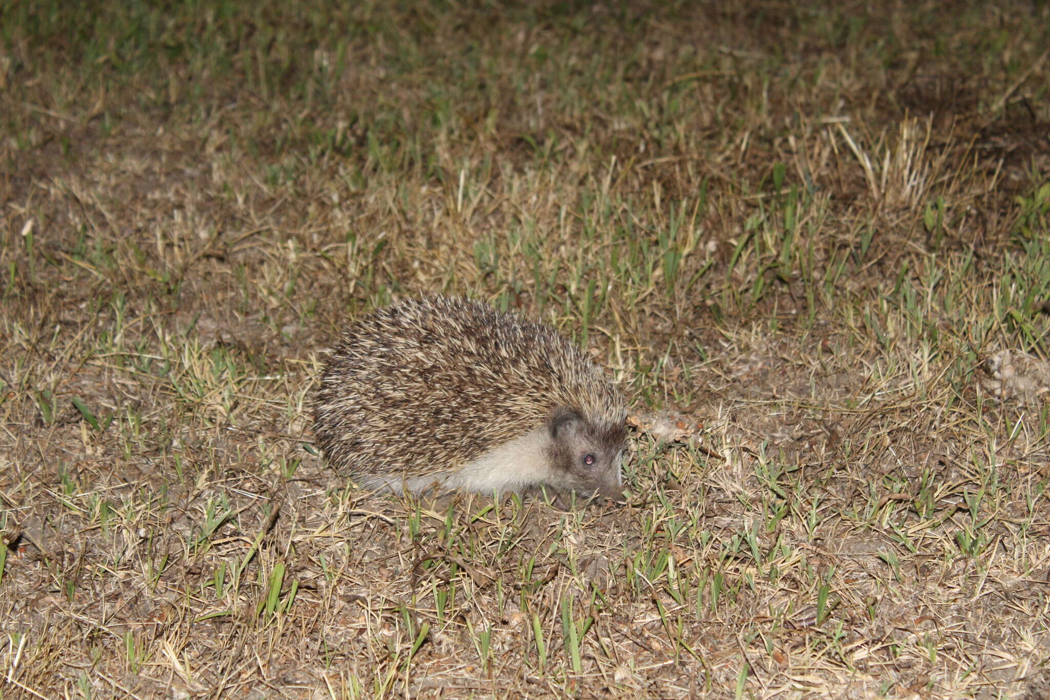 Image of Northern White-Breasted Hedgehog