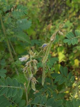 Tephrosia villosa (L.) Pers.的圖片