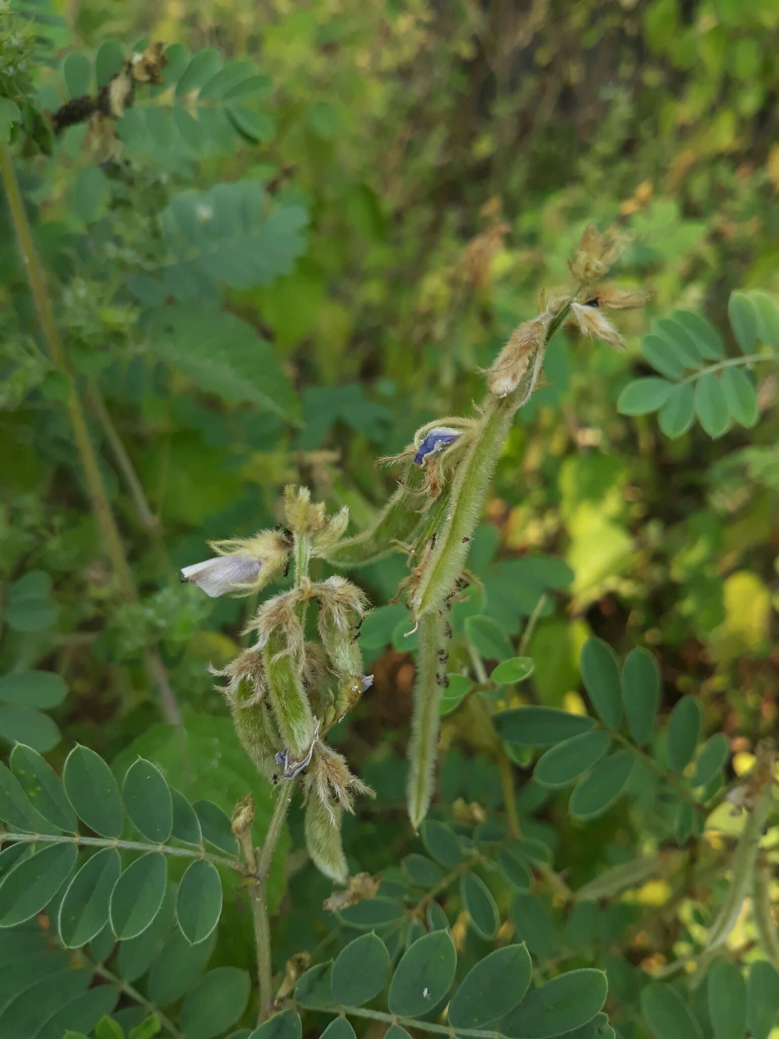 Tephrosia villosa (L.) Pers. resmi