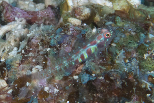 Image of Terry&#39;s dwarfgoby