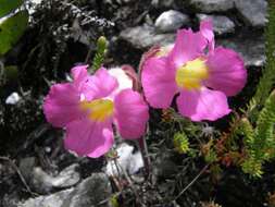 Image of Purple Inkflower