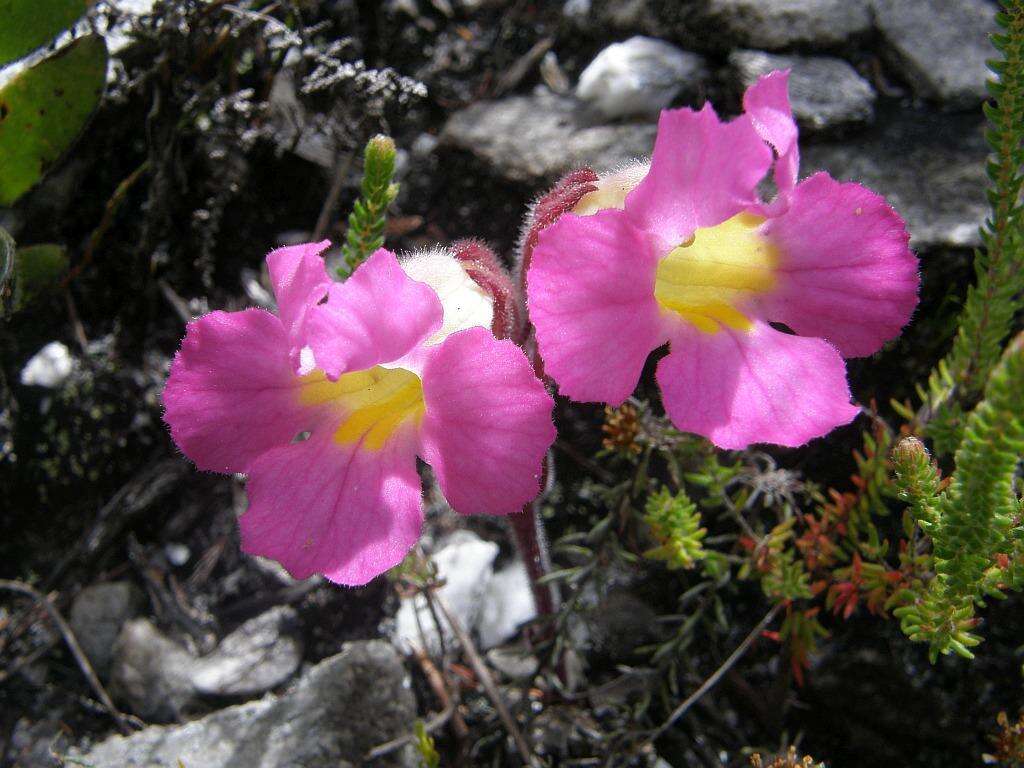 Слика од Harveya purpurea (L. fil.) Harv. ex Hook.