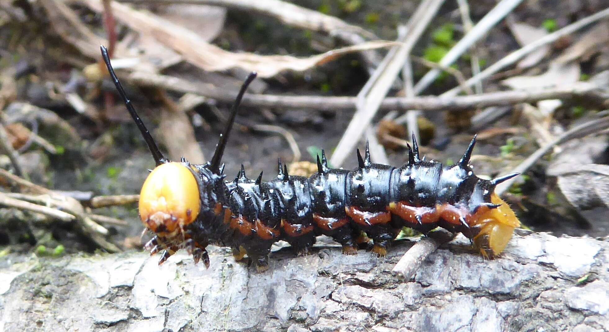 Image of Anisota dissimilis (Boisduval 1872)