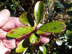 Image of Myrsine montana (Hook. fil.) Hook. fil.