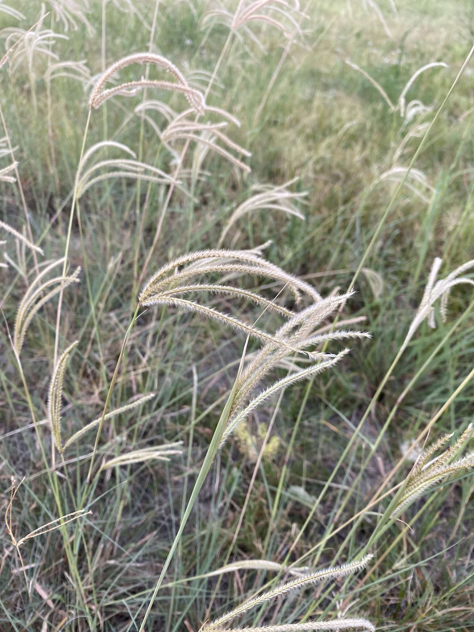 Image of Paraguayan windmill grass