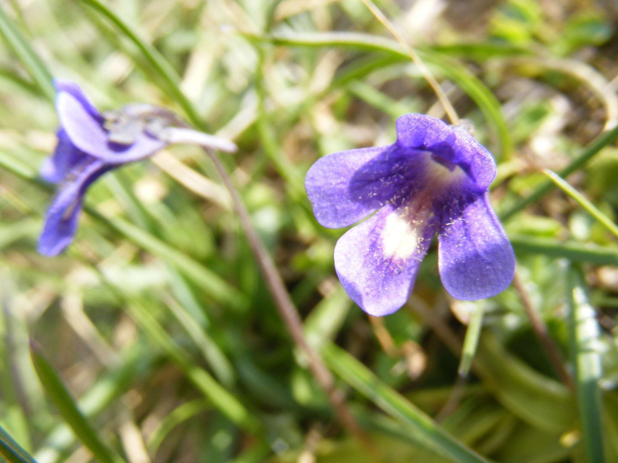 Image of Pinguicula balcanica Casper