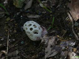 Imagem de Clathrus roseovolvatus Lécuru, Mornand, Fiard & Courtec. 2013