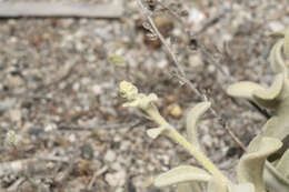 Image of Verbascum syriacum Schrad.