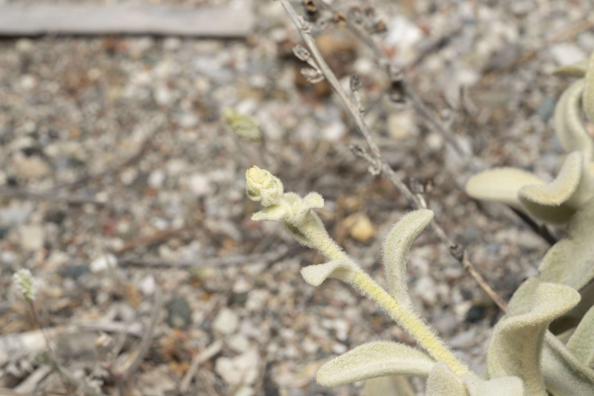 Image of Verbascum syriacum Schrad.