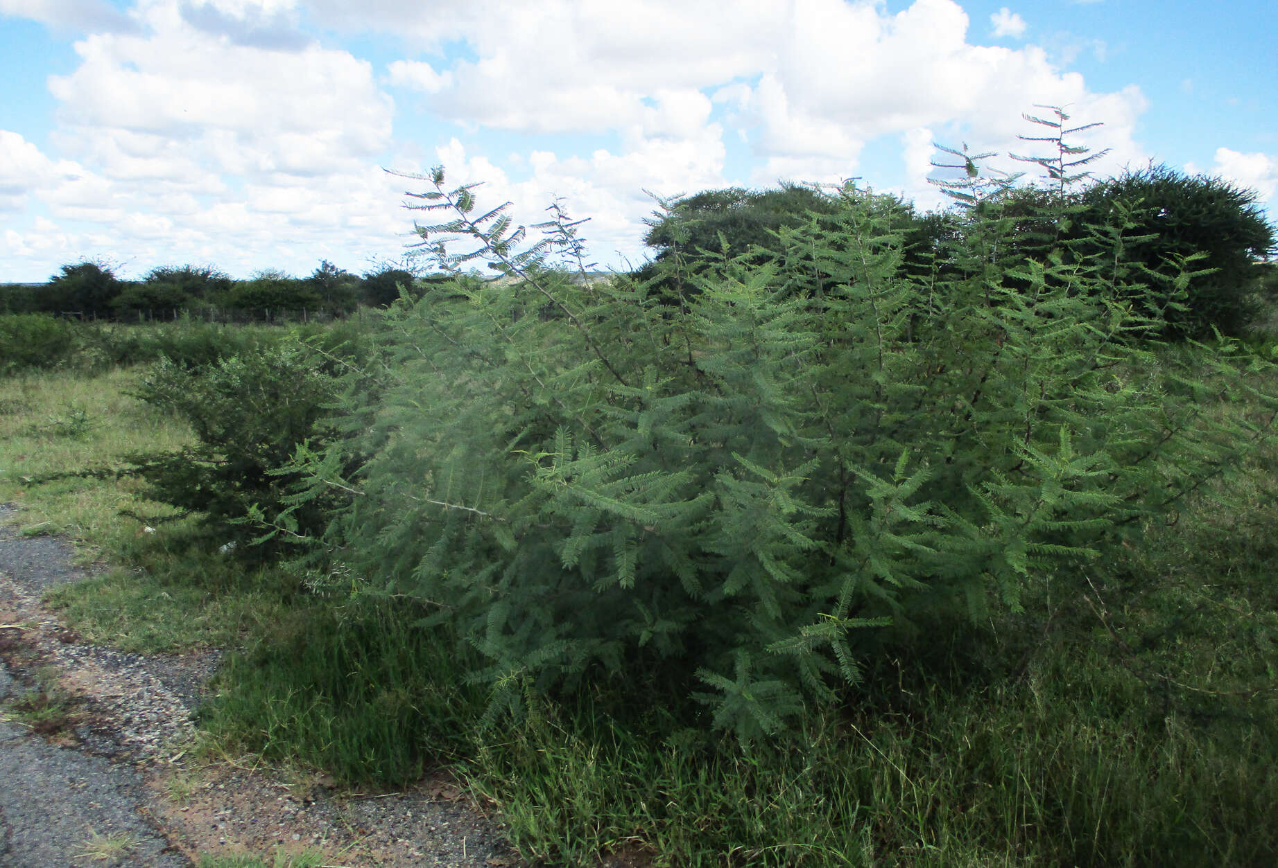 Слика од Vachellia arenaria (Schinz) Kyal. & Boatwr.