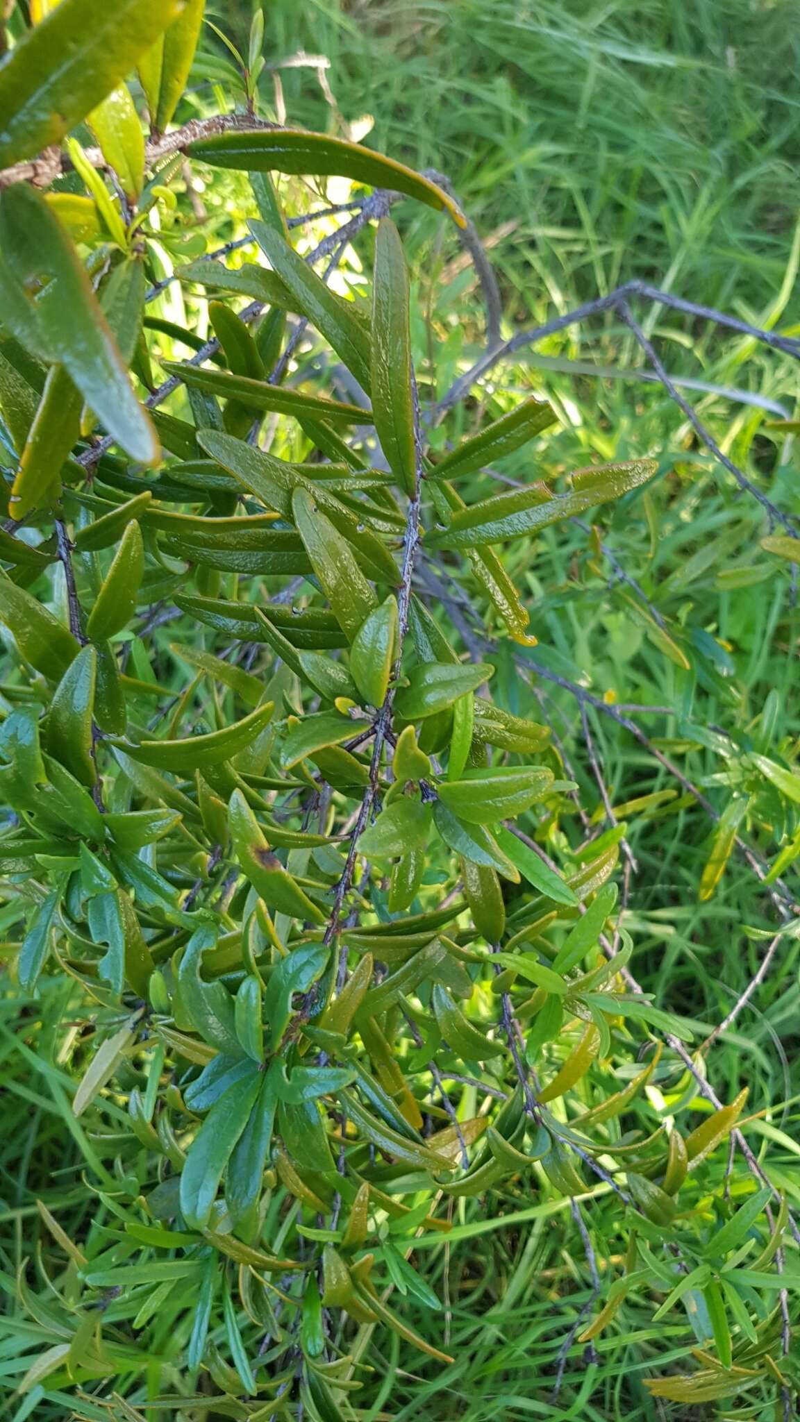 Image of Santalum obtusifolium R. Br.