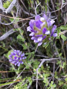 Image of Capetown pea