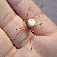 Latrodectus pallidus O. Pickard-Cambridge 1872的圖片