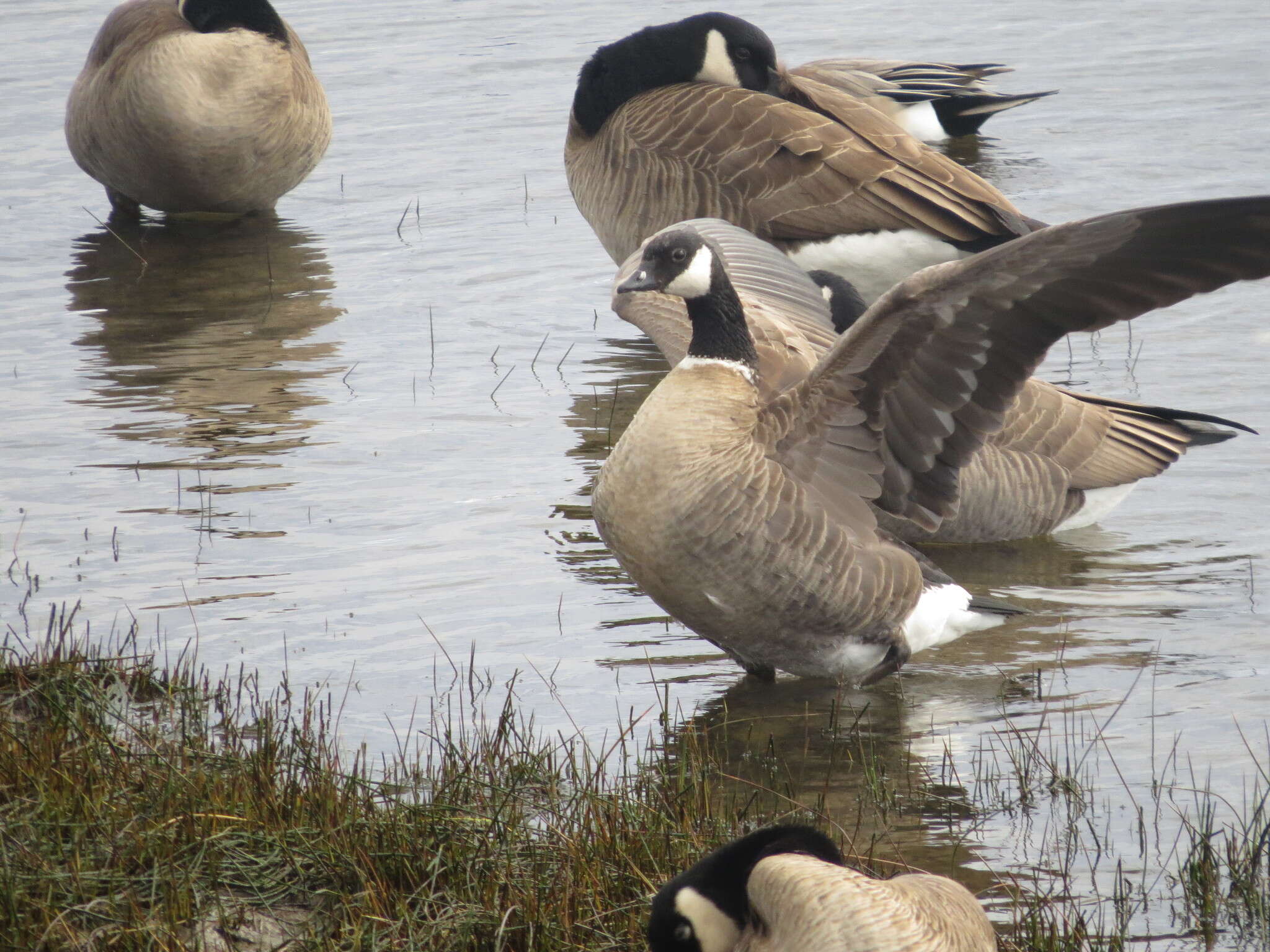 Image of Branta hutchinsii taverneri Delacour 1951