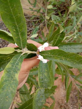 Image of Vitex gardneriana Schauer