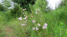 صورة Agalinis genistifolia (Cham. & Schltdl.) W. G. D' Arcy