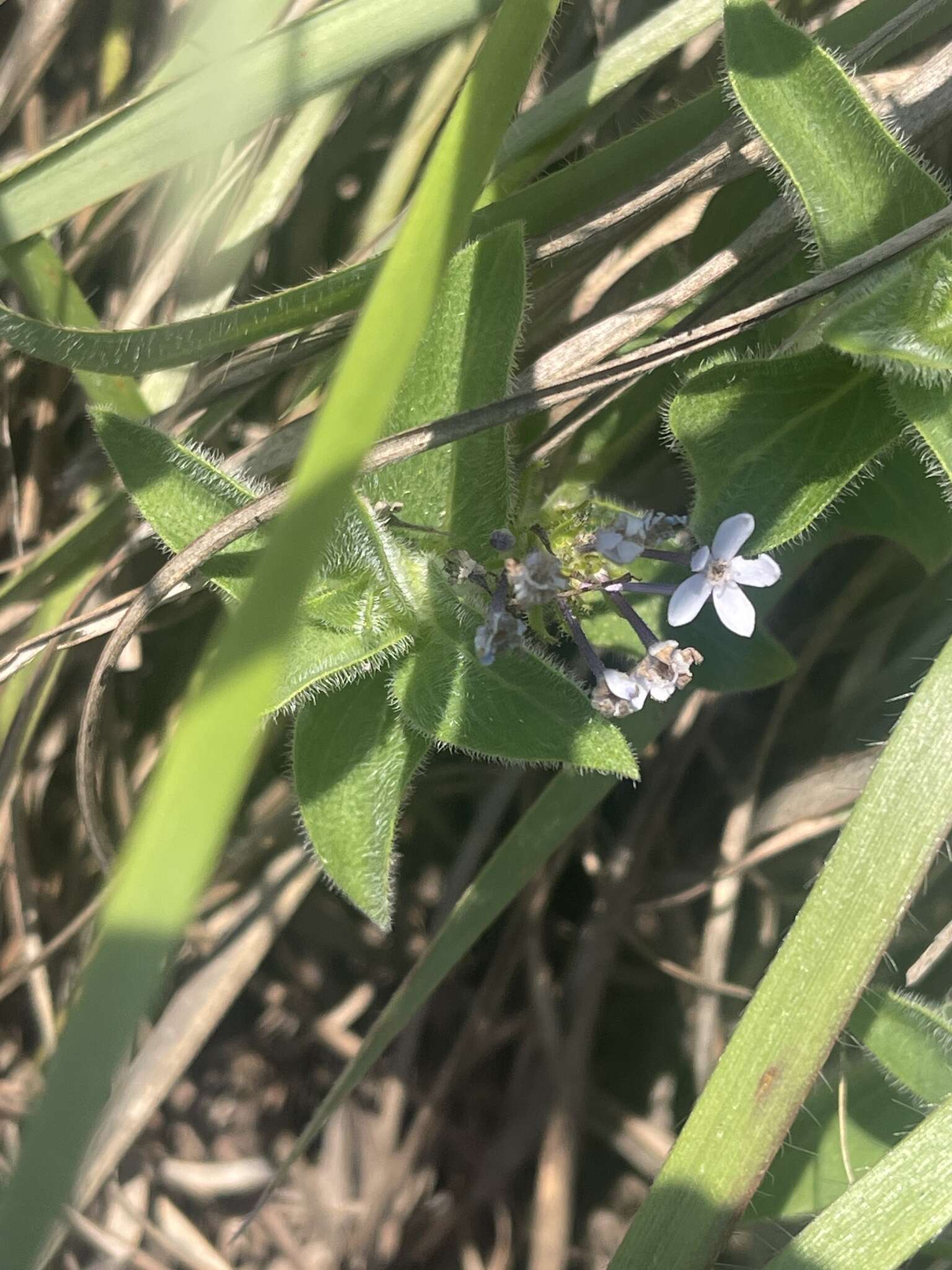 Image of Pentanisia prunelloides subsp. prunelloides