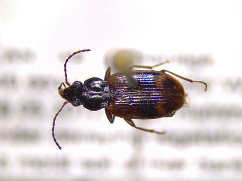 Слика од Bembidion (Eupetedromus) incrematum Le Conte 1860