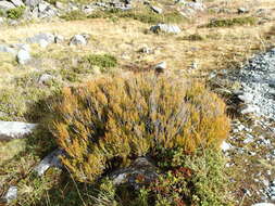 Image de Dracophyllum rosmarinifolium (Forst. fil.) R. Br.