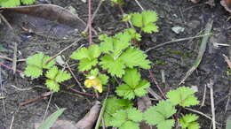 Image of Potentilla wallichiana Ser.