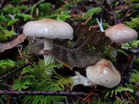 Image of Stropharia albivelata (Murrill) Norvell & Redhead 2000