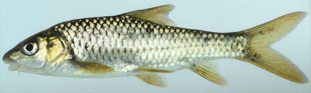 Image of Lowveld Largescale Yellowfish