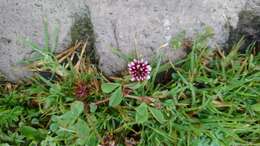 Image of Aztec Clover