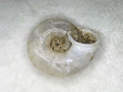 Image of eccentric grass snail