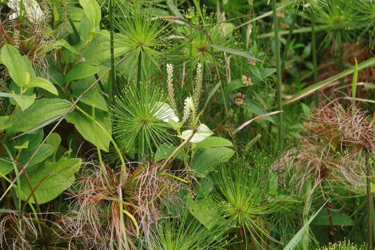 Image of Saururus chinensis (Lour.) Baill.