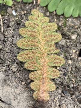 Image of Asplenium phillipsianum (Kümmerle) Bir