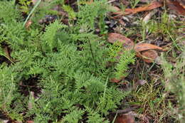 Image of Cheilanthes austrotenuifolia H. M. Quirk & T. C. Chambers