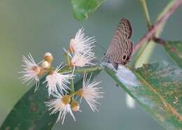 Nacaduba calauria (C. Felder 1860)的圖片