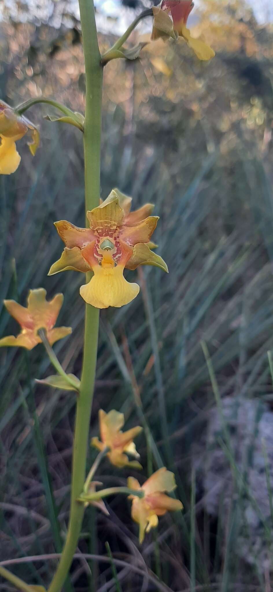 Imagem de Cyrtopodium eugenii Rchb. fil. & Warm.