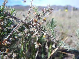 Image of <i>Helichrysum <i>asperum</i></i> var. asperum