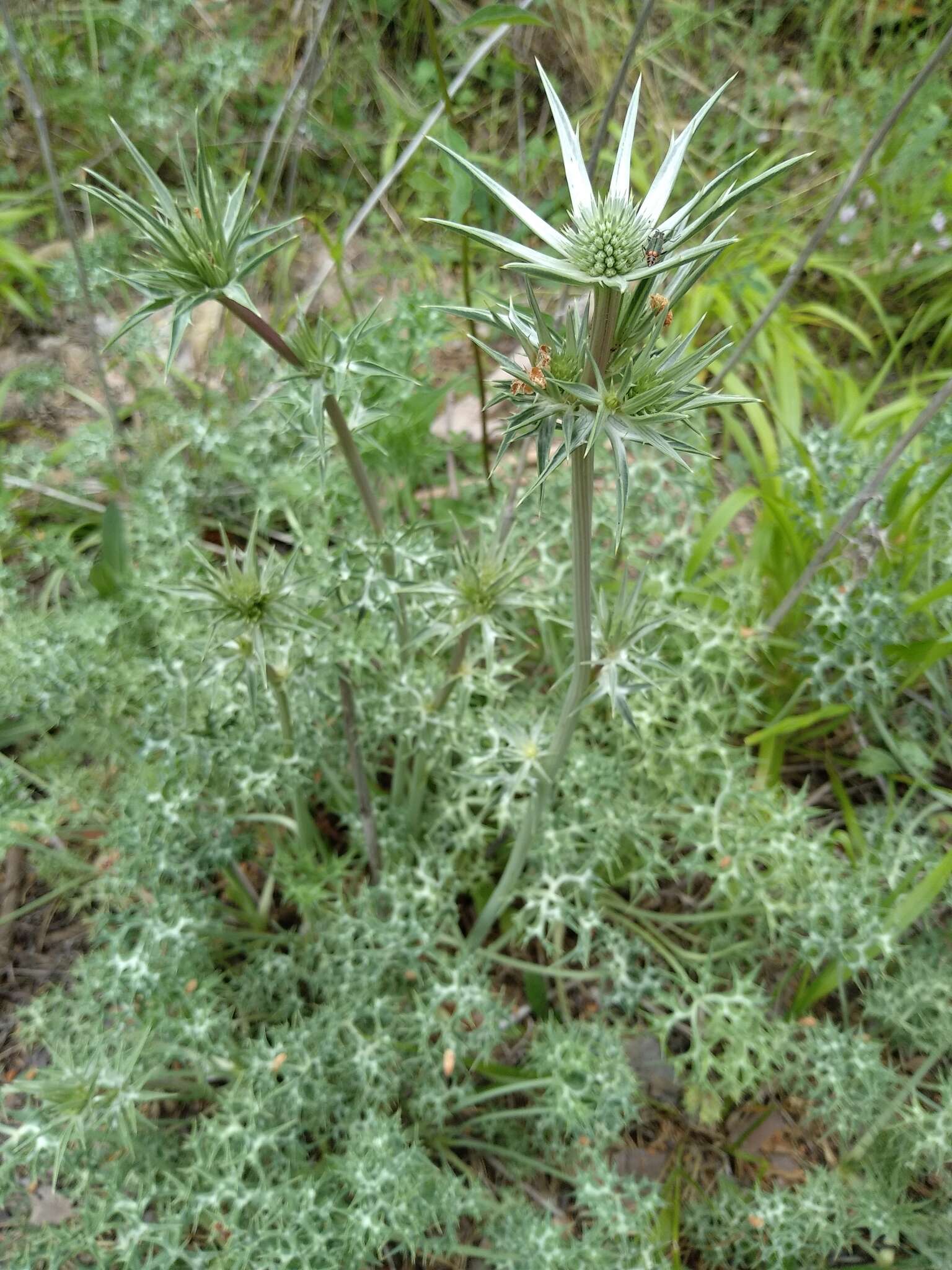 Eryngium glaciale Boiss. resmi