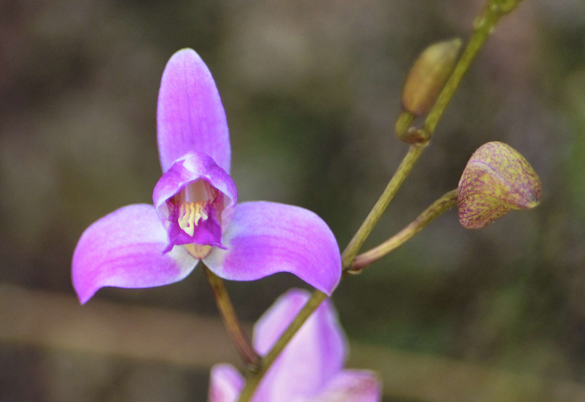 Слика од Bletia purpurea (Lam.) A. DC.