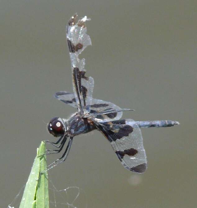 Imagem de Celithemis fasciata Kirby 1889