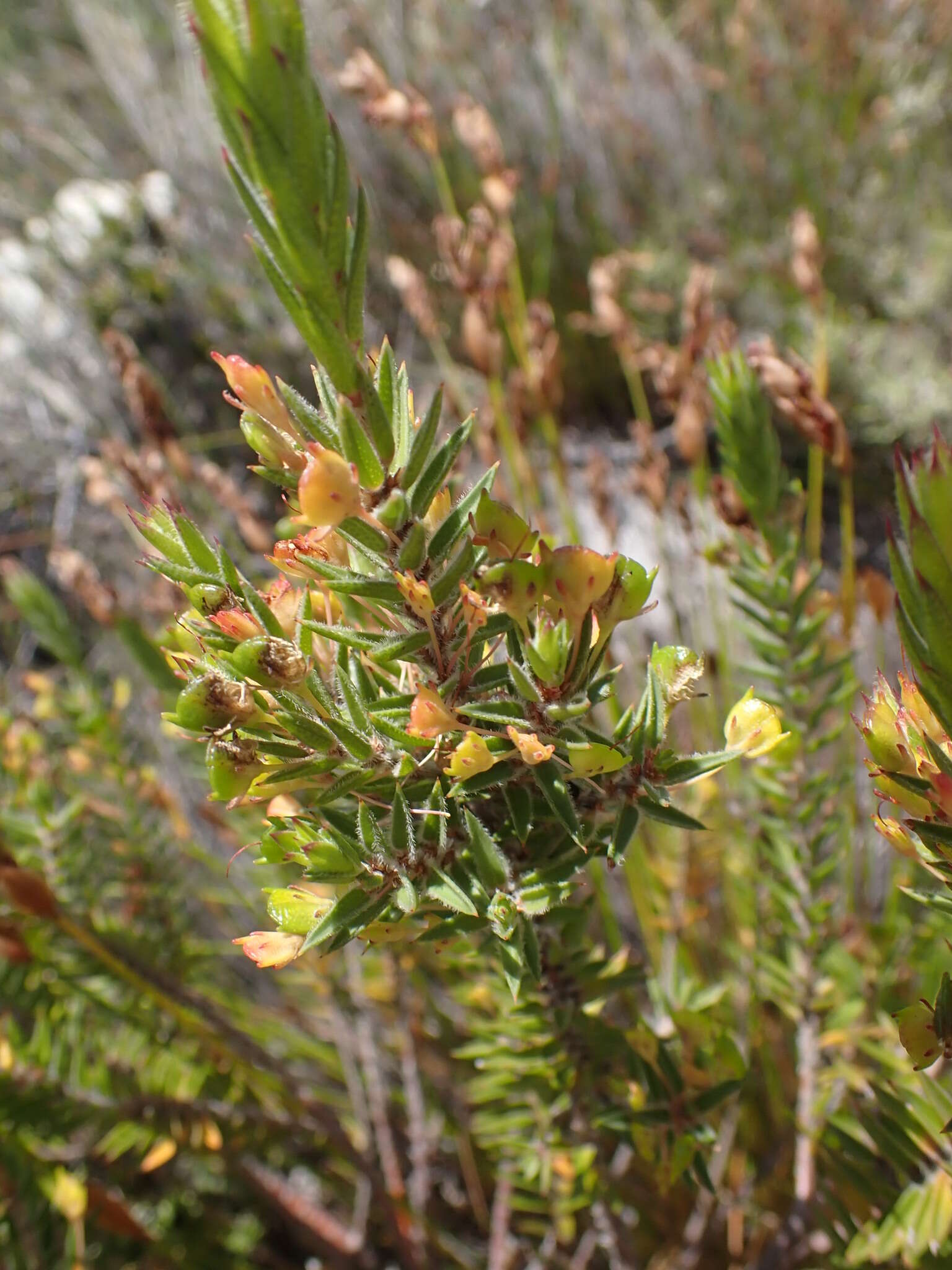 Image of Agathosma pungens (E. Mey. ex Sond.) Pillans