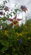 Image of Aquilegia oxysepala Trautv. & C. A. Mey.