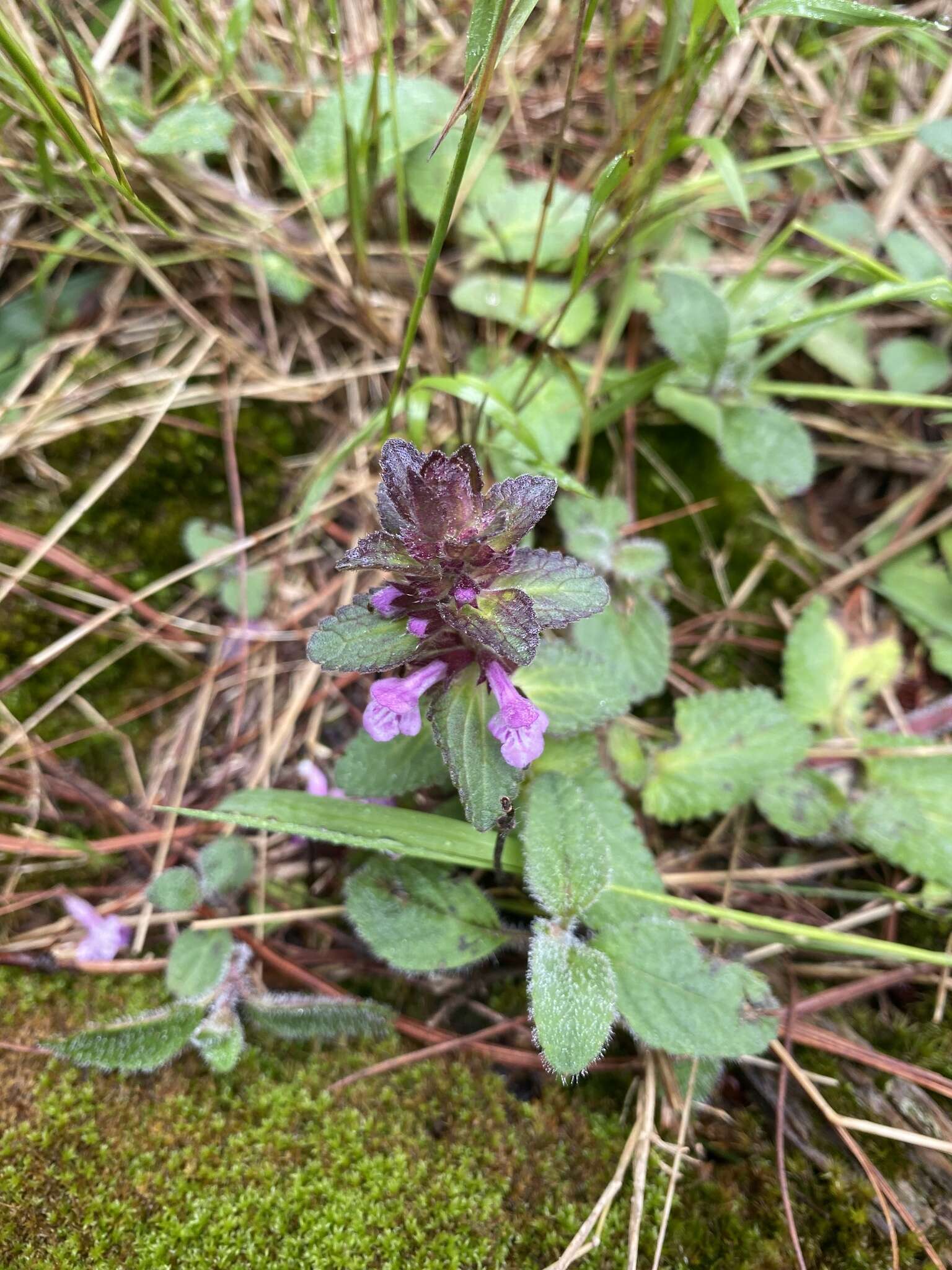 Stachys eriantha Benth.的圖片