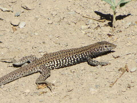 Image of Aspidoscelis tigris punctilinealis (Dickerson 1919)