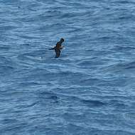 Image of Wedge-tailed Shearwater