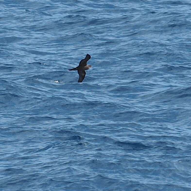 Image of Wedge-tailed Shearwater