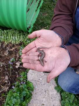 Image of Northern Prairie Skink