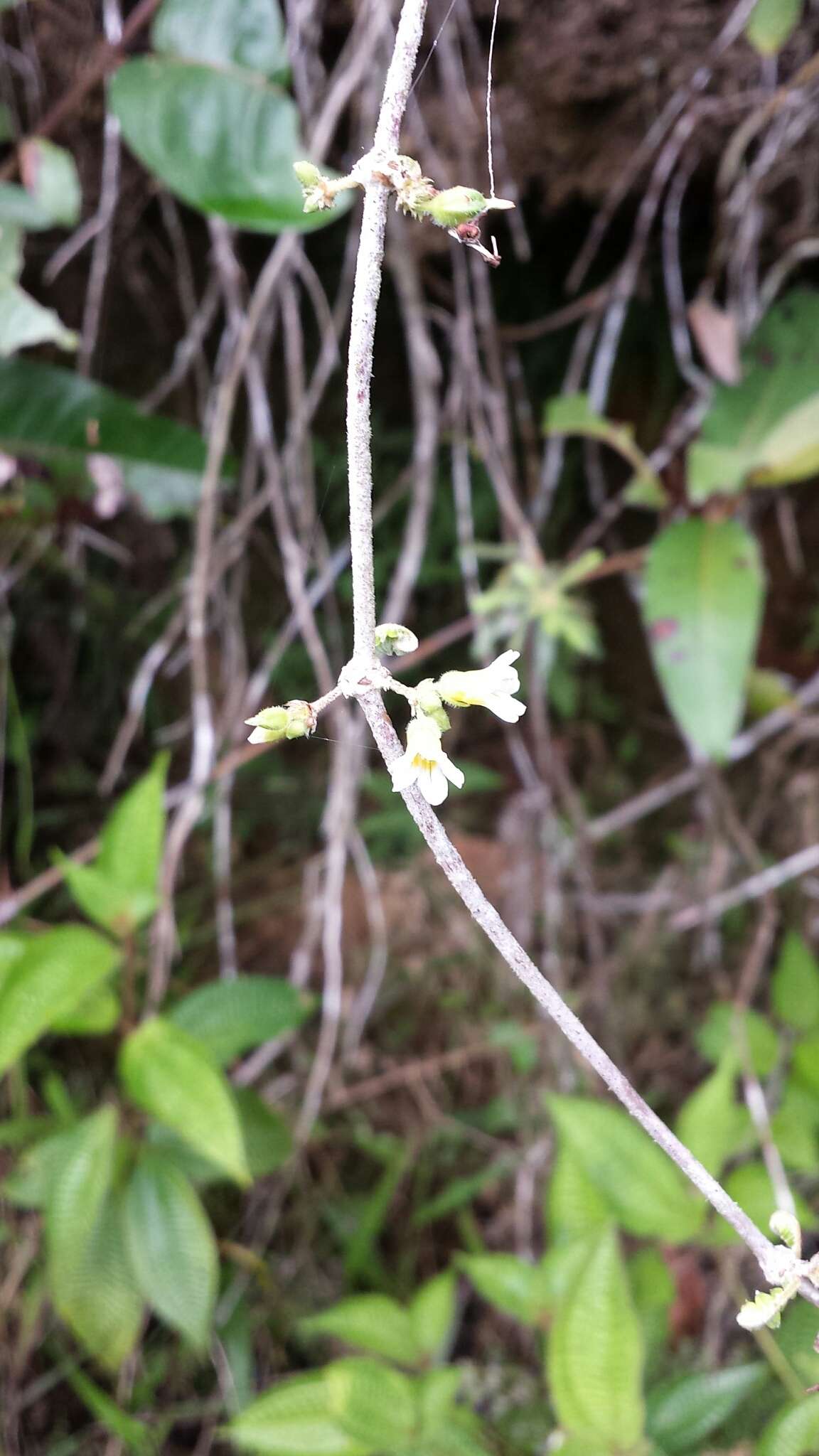 Sivun Biophytum aeschynomenifolia Guillaumin kuva