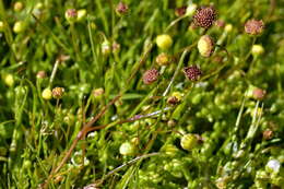 Image of Cotula filifolia Thunb.