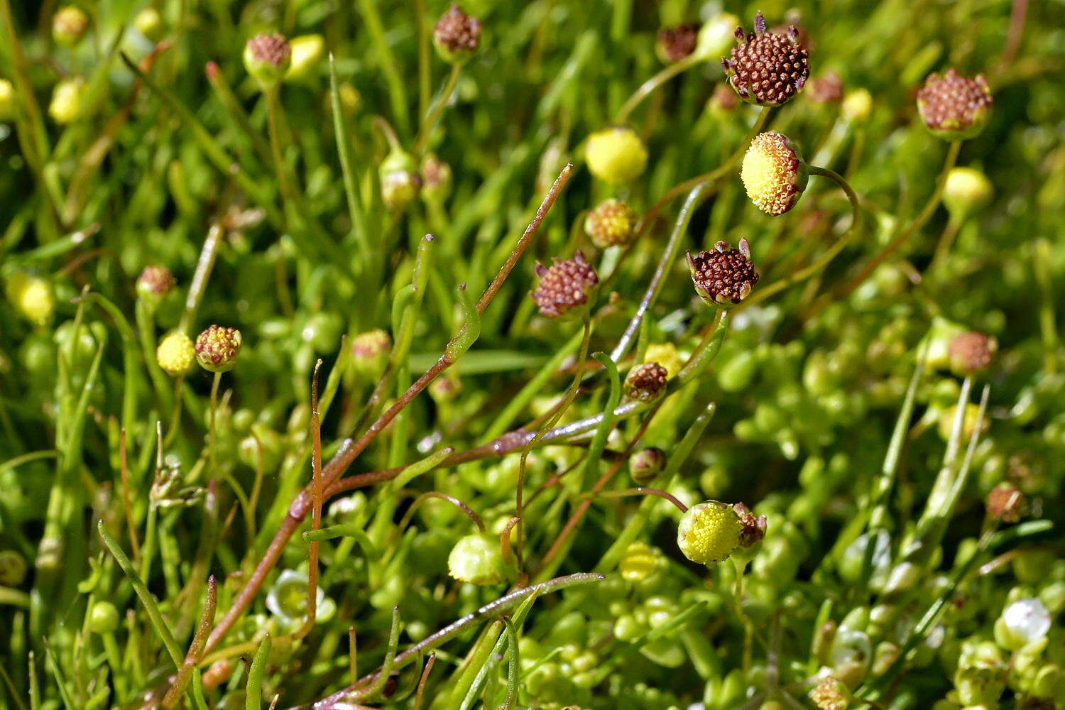 Image of Cotula filifolia Thunb.