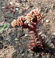 Image of Crassula alpestris subsp. alpestris