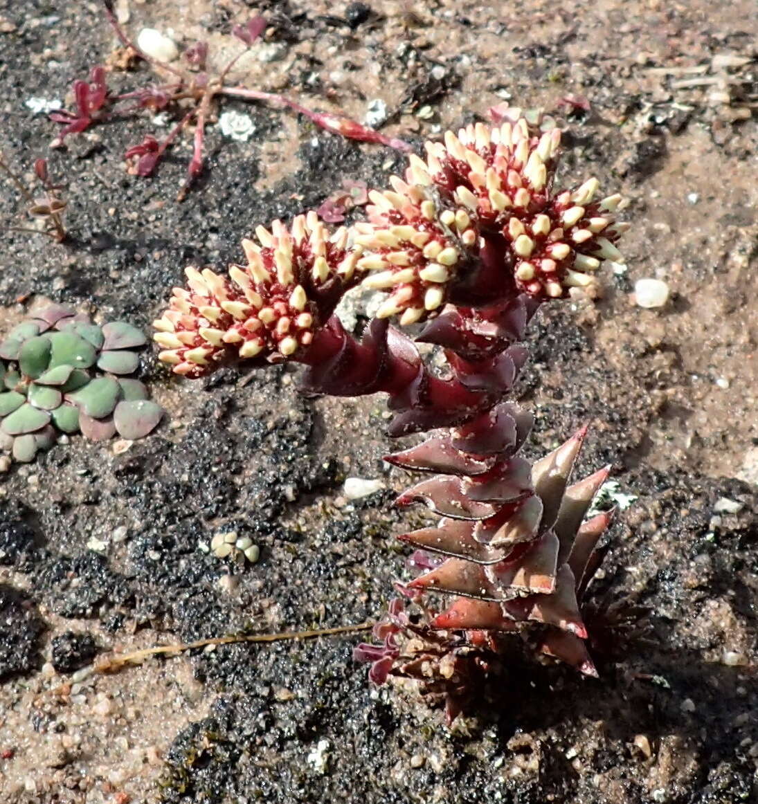 Image of Crassula alpestris subsp. alpestris